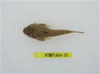 藏品(雙鰭喉褶(魚銜))的圖片